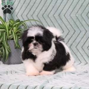 Polecat, Shih Tzu Puppy
